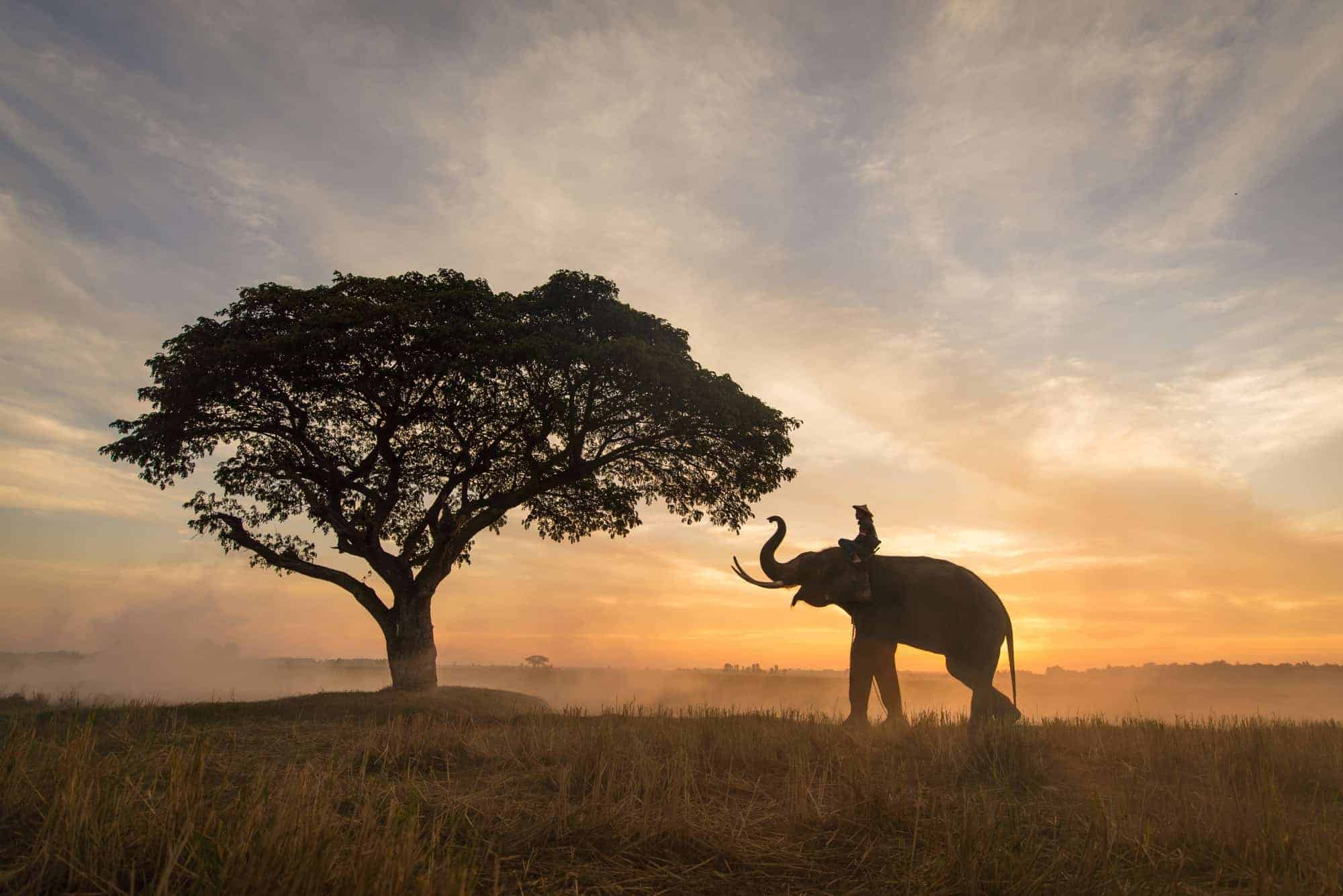 elephant-at-sunrise-in-thailand.jpg